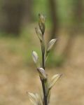 Limodorum trabutianum